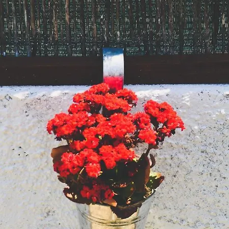 Tree House - Casa Figueira 5*