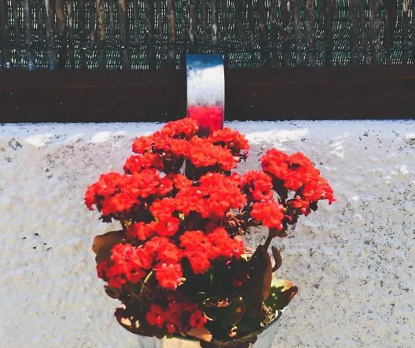 Tree House - Casa Figueira 5*